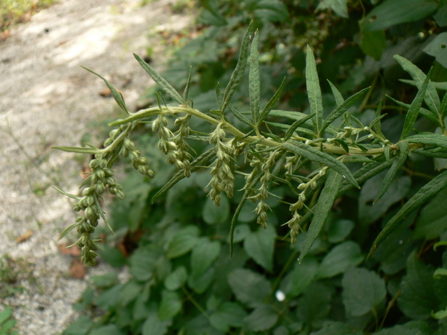 Artemisia verlotiorum