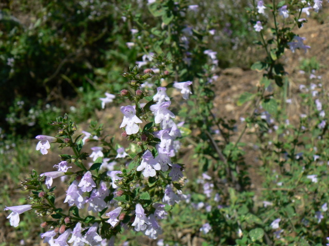 Calamintha nepeta