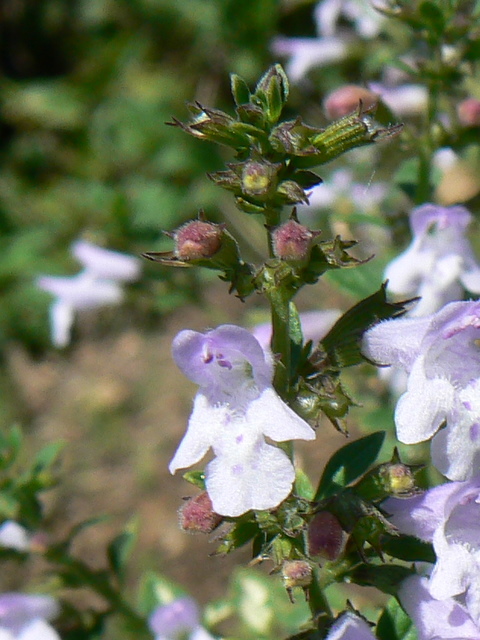 Calamintha nepeta