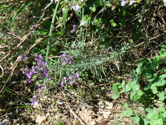 Linaria purpurea