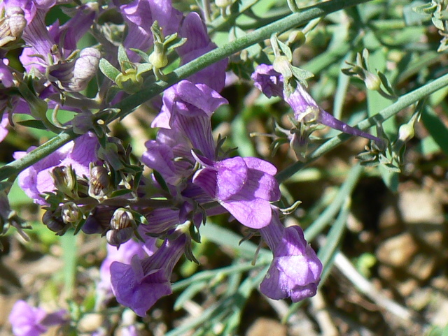 Linaria purpurea