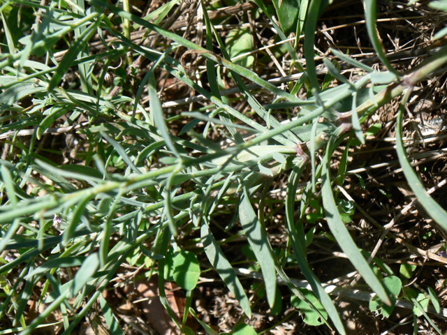 Linaria purpurea