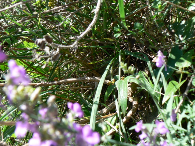 Linaria purpurea