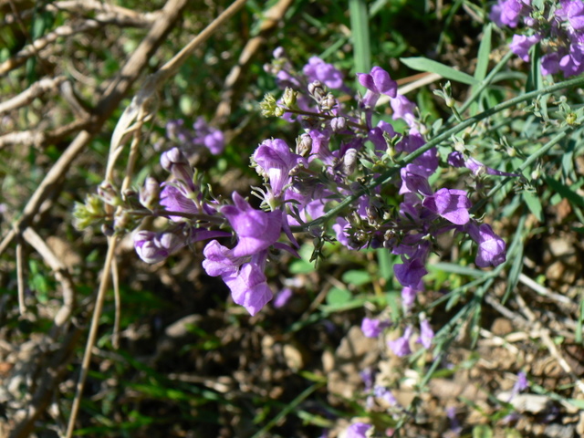 Linaria purpurea