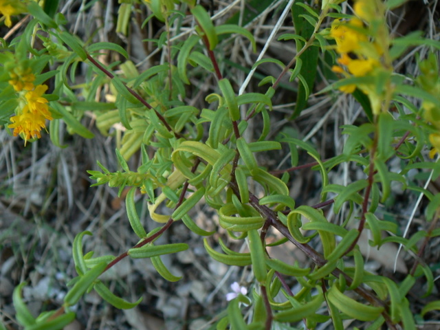 Odontites luteus