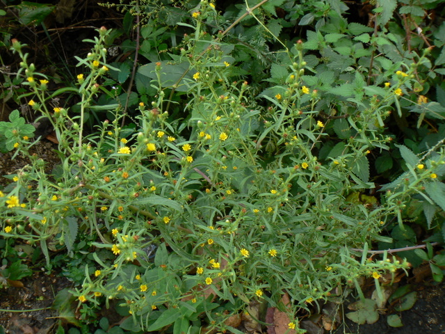 Dittrichia graveolens