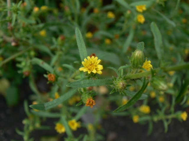 Dittrichia graveolens