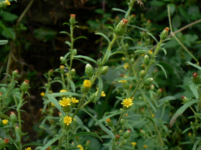 Dittrichia graveolens