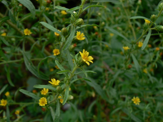 Dittrichia graveolens