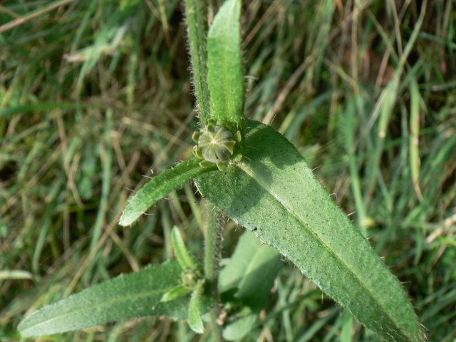 Picris hieracioides