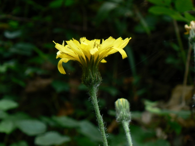 Hieracium gr. racemosum