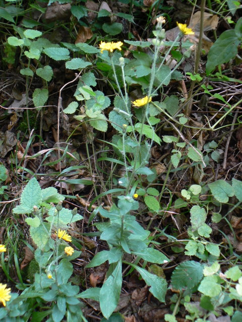 Hieracium gr. racemosum