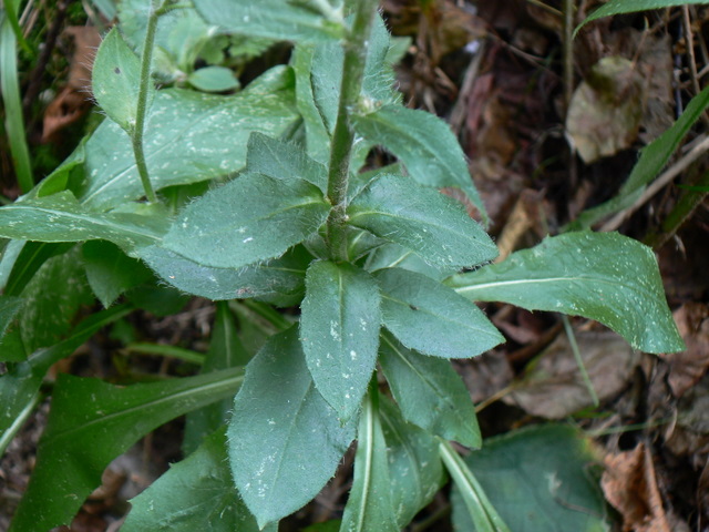 Hieracium gr. racemosum