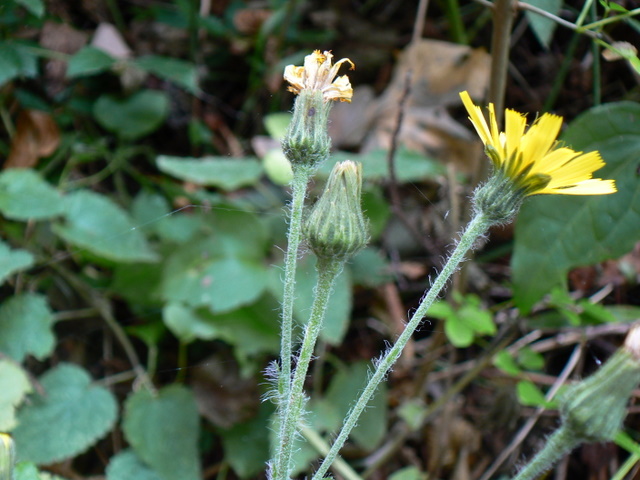 Hieracium gr. racemosum