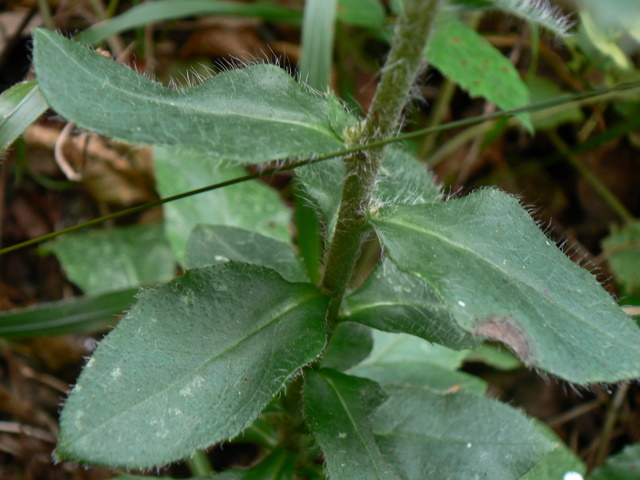 Hieracium gr. racemosum