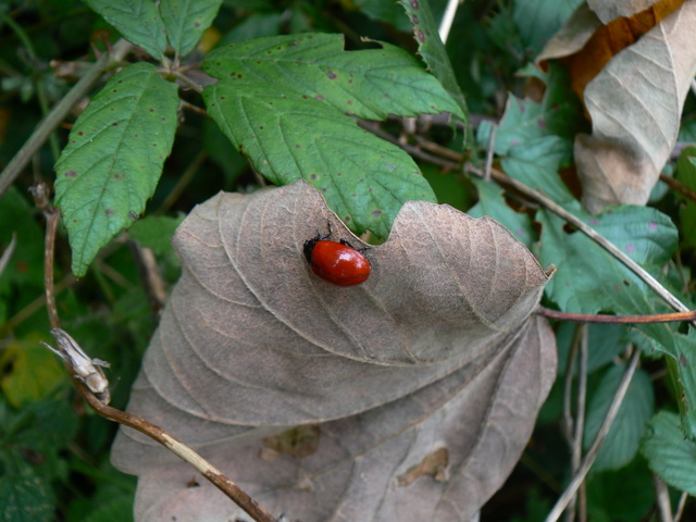 Chrysolina oppure Chrysomela populi