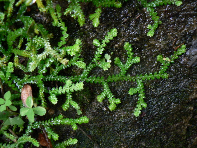 Selaginella denticulata