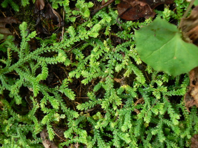 Selaginella denticulata