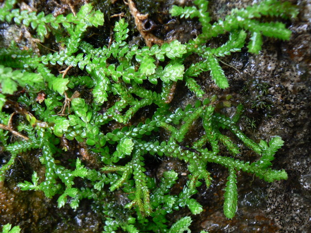 Selaginella denticulata