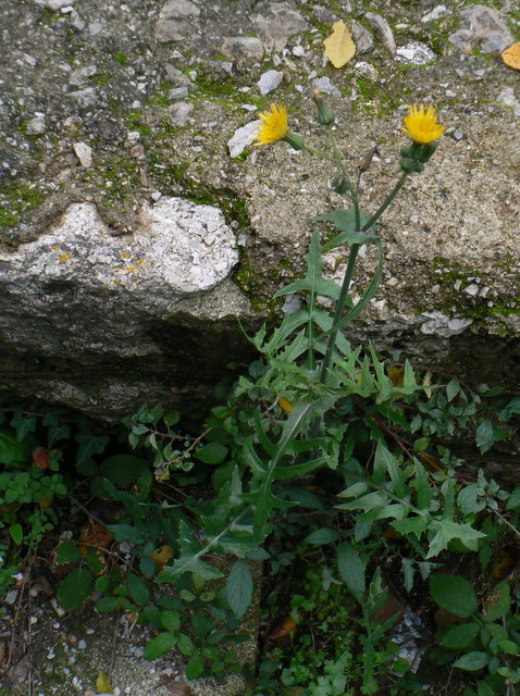 Sonchus oleraceus