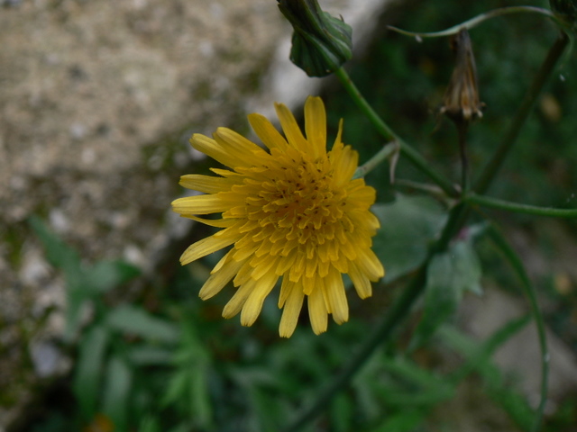 Sonchus oleraceus