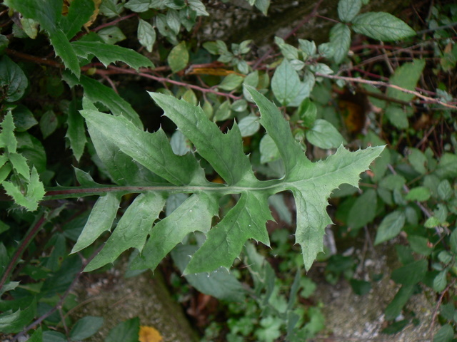 Sonchus oleraceus