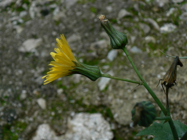 Sonchus oleraceus