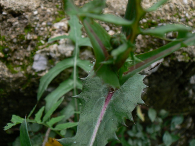 Sonchus oleraceus