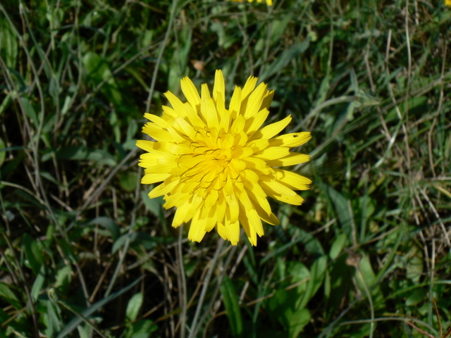 Reichardia picroides