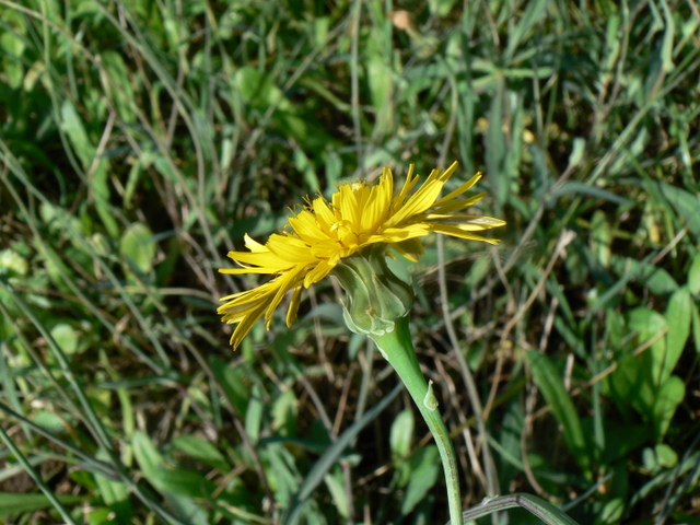 Reichardia picroides