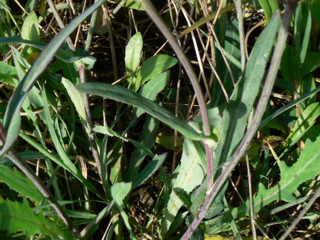 Reichardia picroides