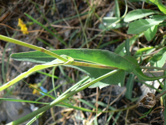 Reichardia picroides