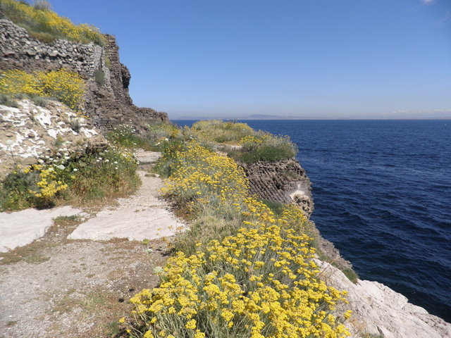 Helichrysum litoreum / Elicriso litoraneo