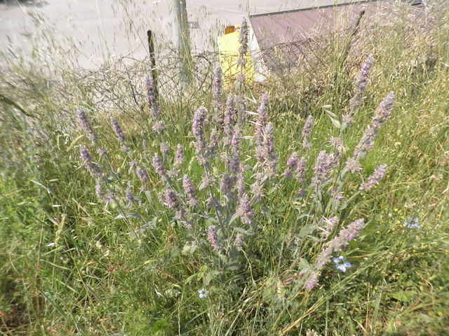 Stachys germanica