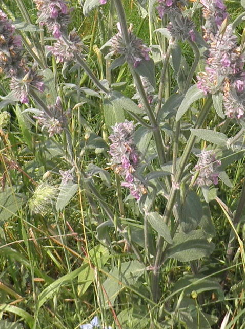 Stachys germanica