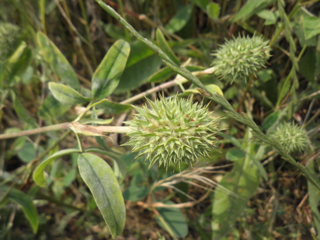 Trifolium squarrosum