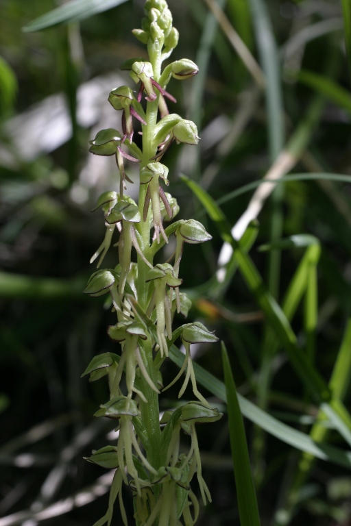 Orchis anthropophora