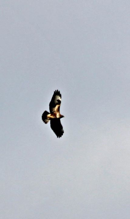 rapace appennino pistoiese