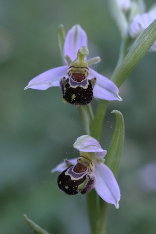 apifera condominiale