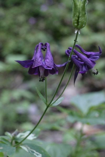 Aquilegia atrata  e Aquilegia bertolonii