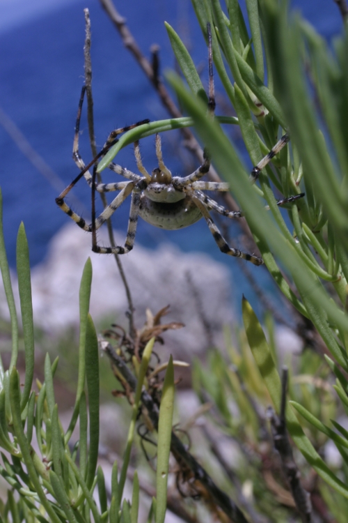 Argiope lobata