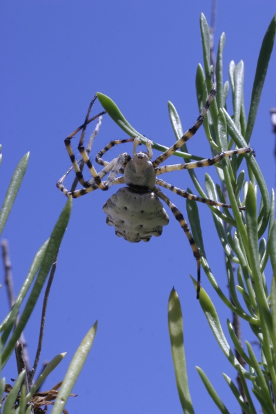 Argiope lobata