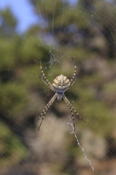 Argiope lobata