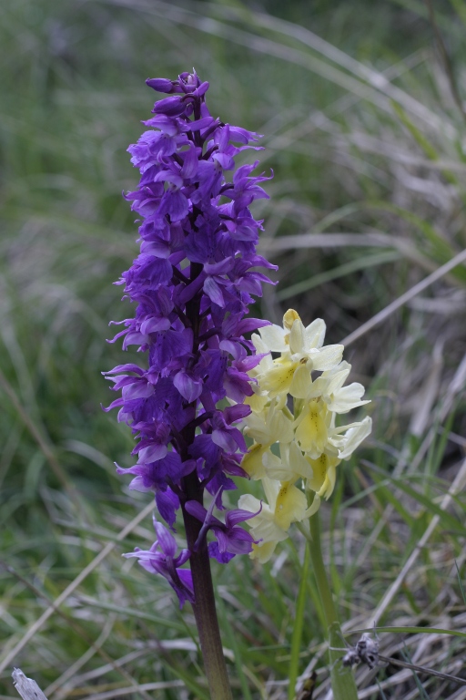 Orchis X colemanii