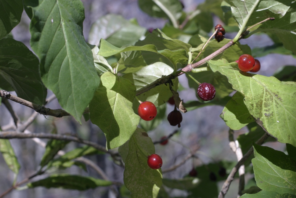 Lonicera alpigena