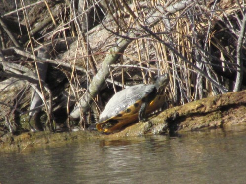 tartaruga a Bolgheri - Trachemys scripta scripta