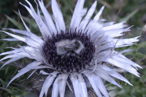 bombo su carlina