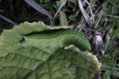 bruco apuane - Hemaris tityus