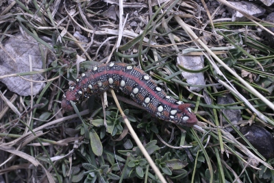 Larva di Hyles euphorbiae (Sphingidae)   - Monti Sibillini