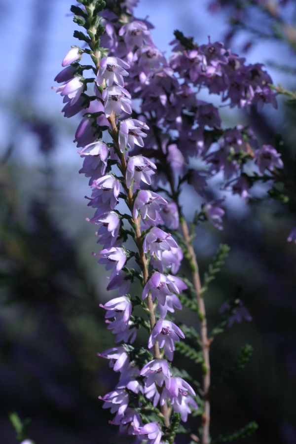 brugo - Calluna vulgaris